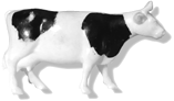 White & Black Standing Cow