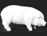 White Pig