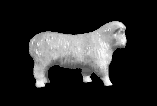 Gray Sheep